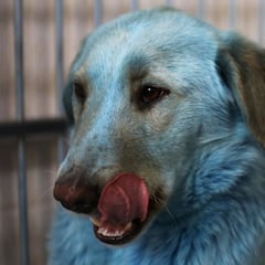 Extraño fenómeno en Rusia: aparecen perros azules