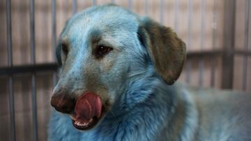 A dog with blue fur is pictured inside a cage at a veterinary hospital where it was taken for examination, in Nizhny Novgorod, Russia February 16, 2021. A pack of stray dogs with blue fur was found earlier this month near an abandoned chemical plant in the city of Dzerzhinsk. REUTERS/Anastasia Makarycheva TPX IMAGES OF THE DAY