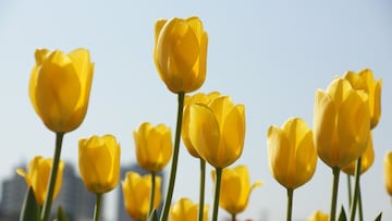 ¿Por qué se regalan flores amarillas el 21 de septiembre?: origen y significado