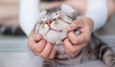 El curioso significado de las personas que siempre acarician a las gatos, según la psicología