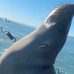 Olas gigantes, tiburones y un león marino en Mavericks
