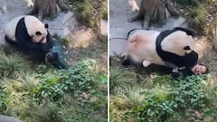 Un oso panda agresivo ataca a su cuidadora: la imagen impresiona