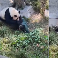 Un oso panda agresivo ataca a su cuidadora: la imagen impresiona