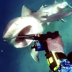 Un buceador sobrevive al impactante ataque de un tiburón