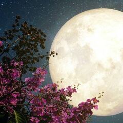 Superluna de Flores: Origen, significado y cuándo verla en México