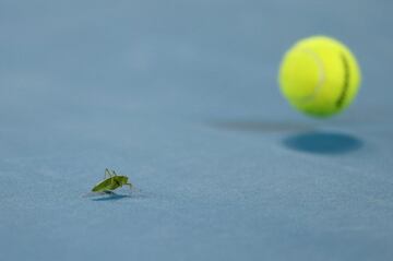 El duelo de cuarta ronda del Abierto de Australia entre Taylor Fritz y Stefanos Tsitsipas tuvo un inusual e inesperado espectador. Un saltamontes se posó sobre la pista de la Rod Laver Arena, jugándose el físico a escasos centímetros del bote de la bola, durante uno de los puntos del partido, que se saldó con victoria del tenista griego.