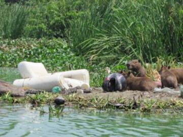 Así están las aguas de Río a pocos días de los JJ.OO.