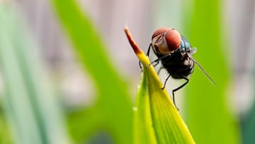 The United States is set to drop billions of flies onto its neighbour to combat a worm outbreak.