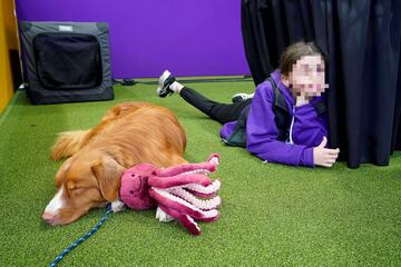 Chloe Jones y  Luca, su perro perdiguero de Nueva Escocia.