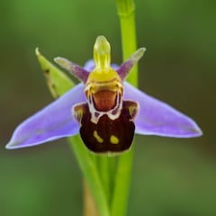 La planta extremadamente rara que solo se puede encontrar en una parte de España y es vulnerable al contacto humano
