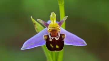 Esta orquídea imita la forma y color de una abeja hembra para atraer a los machos y lograr su polinización.
Es originaria de Europa y florece en praderas soleadas.
Su camuflaje evolutivo es un ejemplo fascinante de coevolución planta-insecto.