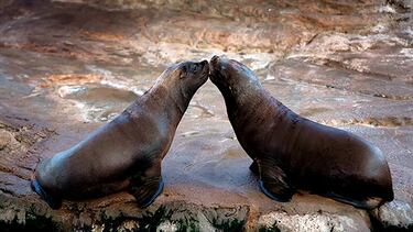 Escapadas a parques de atracciones y zoológicos con hasta un 40% de descuento
