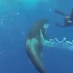 Tenso encuentro entre una orca y un buceador en mar abierto
