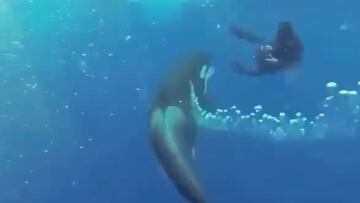 Una orca acecha a un buceador en el mar.