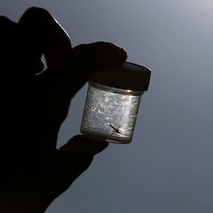 Un virólogo del CSIC pronostica cuál puede ser la próxima pandemia que será provocada por los mosquitos