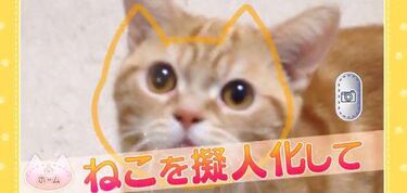 Convierte a tu gato en el protagonista de un juego de rol