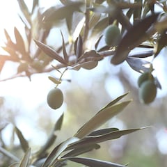 Arranca el curioso plan ‘made in France’ para preservar olivos centenarios en España y llevar su aceite a Alemania