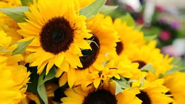 El 21 de septiembre en México se acostumbra regalar flores amarillas, aquí te contamos su significado y origen.
