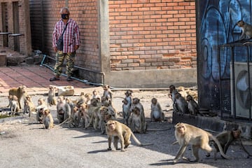 Una invasión de monos causa el caos en una ciudad de Tailandia