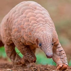 La falta de dos genes del pangolín, clave para la vacuna humana