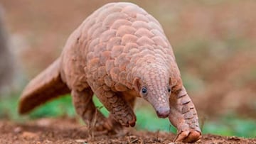 La falta de dos genes del pangolín, clave para la vacuna humana