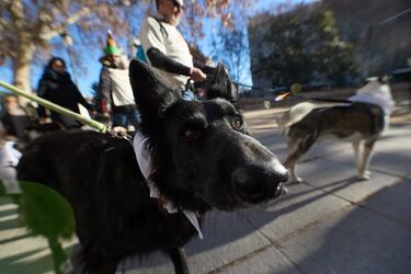 La San Perrestre 2023 se celebra con el objetivo de luchar contra el abandono y el maltrato de animales gracias al dinero recaudado con las inscripciones. La San Perrestre consiste en un tour por el centro histórico de Madrid al que asisten los participantes y sus perros. Además, se dan las ‘can panadas’, en las que las mascotas comen 12 bolas de pienso.