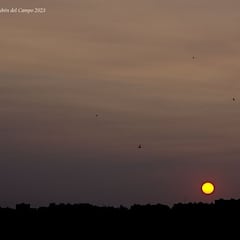 AEMET da la razón por la que Madrid amanece con un “extraño” humo: ¿de dónde viene?