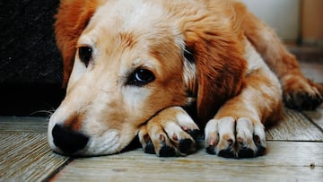 Los gestos que pueden indicar que un perro tiene miedo