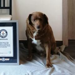 Bobi, the oldest dog in the world, dies