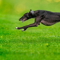 La verdad de los perros de caza