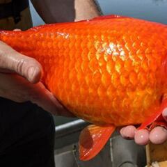 El peligro de los peces dorados de los hogares: pueden convertirse en "monstruos"