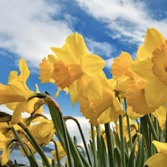 Flores amarillas de TikTok: Por qué es tendencia, qué significa y origen