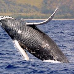 Un hombre es engullido por una ballena y sobrevive
