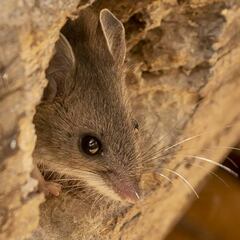 ¿Es el 'Hantavirus' una nueva amenaza para el mundo?