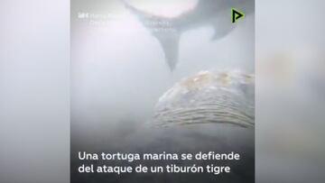 Tortuga fue atacada por un tiburón tigre y su reacción asombró al mundo científico