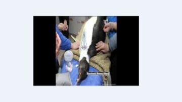 Las burlas tras la derrota de la UC