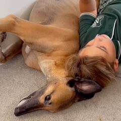 Adopta un galgo y tiempo más tarde protege a su pequeña dueña como si fuera una de ellos: “Qué bonito vínculo”