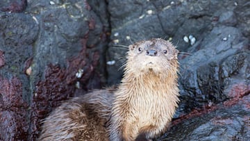 Es el animal más tierno de Chile, no todos lo conocen y esto debes saber si lo encuentras alguna vez