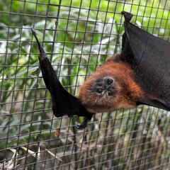 El coronavirus se originó por la mezcla de genes virales de murciélago y pangolín