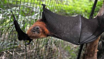 (FILES) This file photograph taken on July 19, 2011, shows a flying fox - Pteropus (suborder Yinpterochiroptera) - , one of the emblematic animals of New Caledonia, in Noumea. - Scientists in New Caledonia are investigating a new bacterial disease suspected of being transmitted by bats, which between 2012 and 2019 affected some 15 people, four of whom died, medical sources said May 22, 2020, the multidisciplinary team from New Caledonia received a 25,000 euro grant from the Pacific Fund of the Ministry of Foreign Affairs last week to continue its work. (Photo by MARC LE CHELARD / AFP)