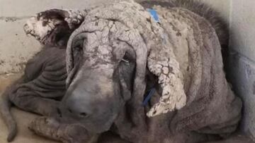 Rescatan a un perro que "parec¨ªa una estatua"