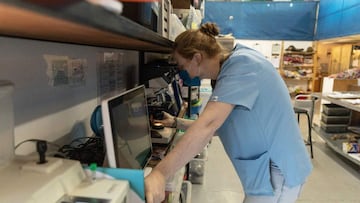 Veterinarian Kelsey Skinner checks a sample using a microscope at veterinarian hospital that recently opened the biggest Pangolin ward in the world in in a highly secured offsite undisclosed location on November 23, 2021. - Pangolins are believed to be th