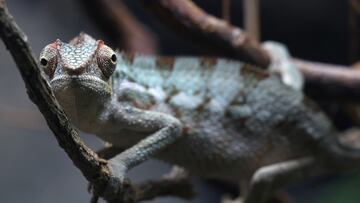 A panther chameleon is seen at the new Secret Life of Reptiles and Amphibians experience, forming part of the conservation programme at London Zoo in London, Britain, March 25, 2024. REUTERS/Toby Melville