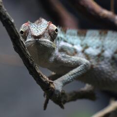 Las mascotas que no puedes tener en casa con la nueva Ley de Bienestar Animal
