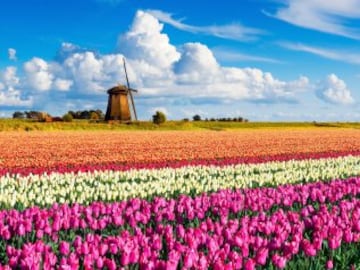 Si visitas Holanda, no puedes darte el lujo de dejar pasar un paseo por su campiña y los molinos que la adornan. Y es que son tan importantes que incluso tienen un día nacional que se celebra el segundo sábado de mayo; se adornan con flores, banderas del país y la gente puede visitarlos. Los molinos son vitales para la cultura holandesa, ya que han servido para ganar terreno al mar y para la producción de diversos productos.