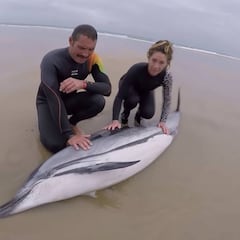 Aparecen 14 delfines muertos en la playa de Oyambre