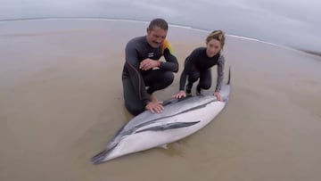 Un delf&iacute;n listado, ayudado por surfistas de Oyambre Surf en esta playa de Cantabria perteneciente al municipio de San Vicente de la Barquera.