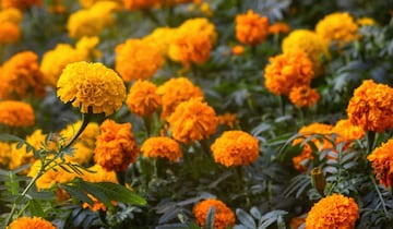 La curiosa flor brillante conocida como "Flor de Cempasúchitl" de color naranja y amarillo viene del náhuatl y guía el alma de los difuntos.