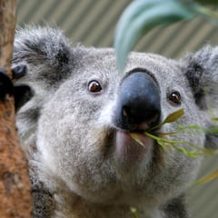 The vaccine offering hope against the disease killing half of Australia’s koalas