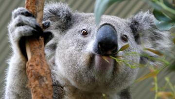 The Australian icon is under threat from disease — but now there is hope.